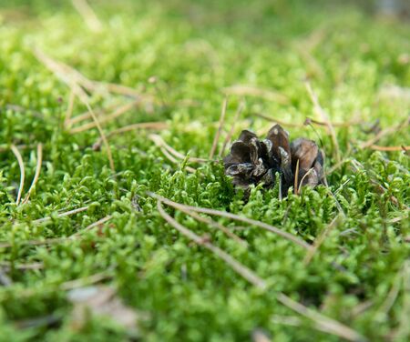 Fallen fir cone and fir needles closeup on the green grass in the forest, backgroundの写真素材