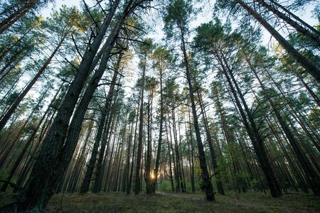 Evening scenic forest lit by the setting sun