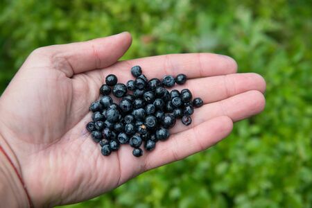 Fresh blueberries in the palm of a manの写真素材