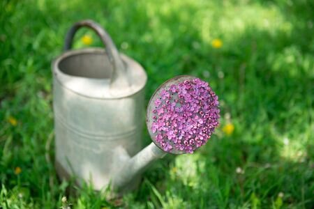 Lilac flowers in a watering can on green grassの写真素材