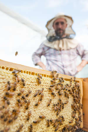 beekeeper and a honeycomb full of bees in an apiary closeup