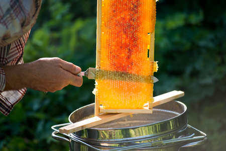 beekeeper cuts wax from a honeycomb with honey