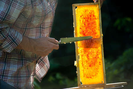 beekeeper cuts wax from a honeycomb with honey
