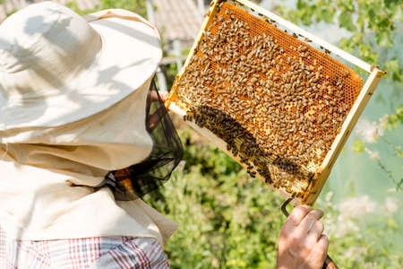 beekeeper holding a honeycomb full of bees closeup
