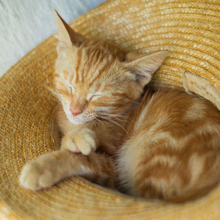 Little cute ginger kitten sleeps in a straw hatの写真素材