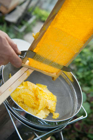 beekeeper cuts wax from a honeycomb with honey