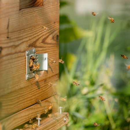 Bees fly into the wooden beehiveの写真素材