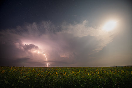 Beautiful thunderstorm with clouds, lightning and moon over a field with sunflowers at night.