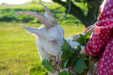 Children feed an adult goat from their handsの写真素材
