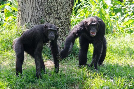 Two chimpanzees