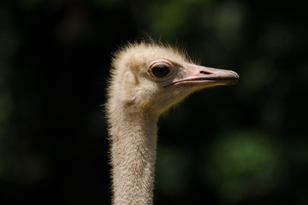 Close up of an ostrich