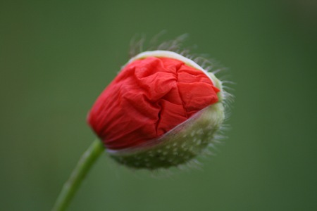 Poppy unfoldsの写真素材