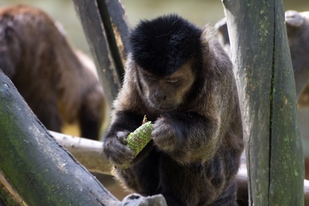 Capuchin monkey eatsの写真素材