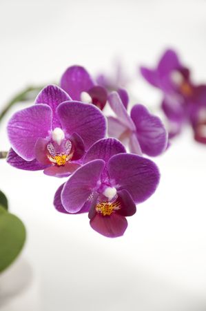 Orchidの写真素材
