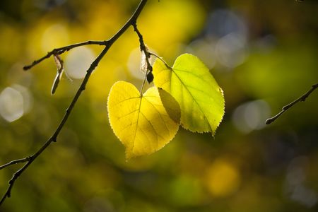 Autumn leafsの写真素材