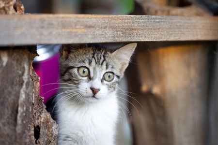 Sweet little baby catの写真素材