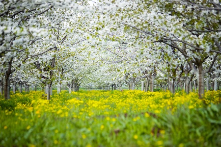 Blossom cherry gardenの写真素材