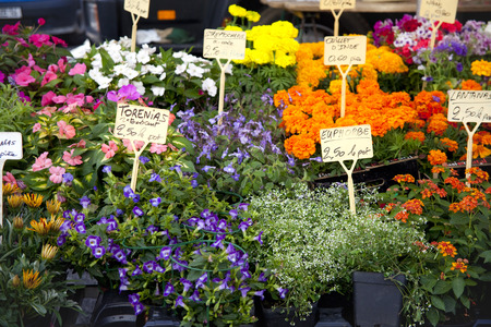 Flower open market in Franceの写真素材