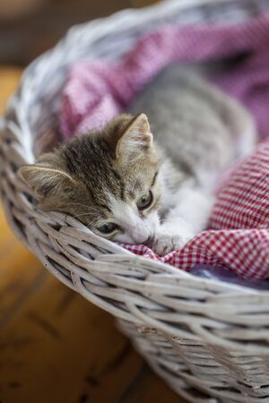 Sweet little kitty in a basketの写真素材