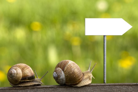 hurrying snail along old log on flowering meadowの写真素材