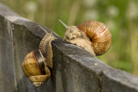 two big snails met in a old logの写真素材