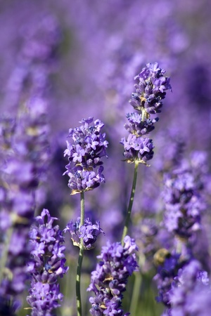 lavender flowersの写真素材