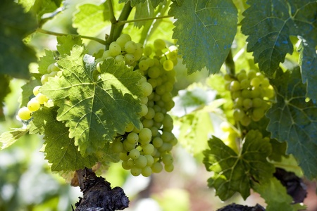 Wine grapes on the vineの写真素材