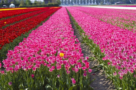 Multi colored tulip field in the Netherlandsの写真素材