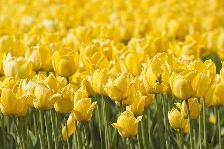 A spring field with yellow tulips in the Netherlandsの写真素材