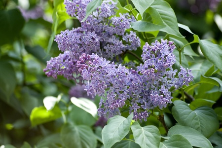 lilac flowersの写真素材