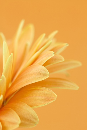 gerbera daisyの写真素材
