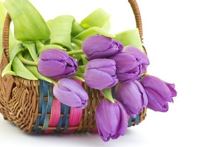 violet tulipsの写真素材