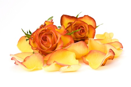 composition of tea roses and rose petalsの写真素材