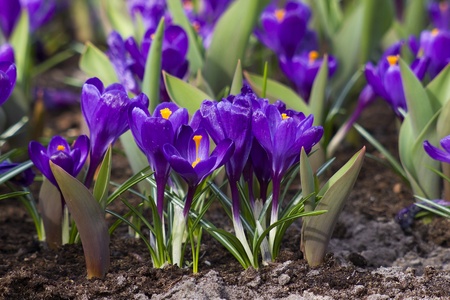 purple crocus flowersの写真素材