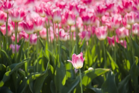 A spring field with pink tulips in the Netherlandsの写真素材