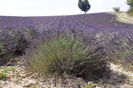Lavender field in the region of Provence, southern Franceの写真素材