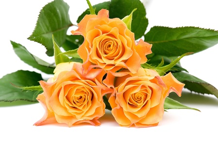 tes rosesの写真素材