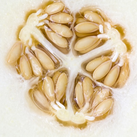 close up of cantaloupe melonの写真素材