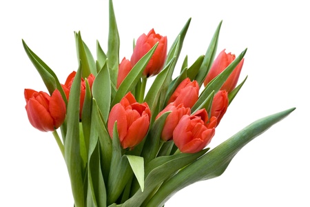 bouquet of fresh tulipsの写真素材
