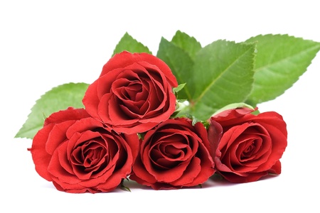 red rosesの写真素材