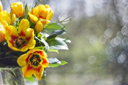 bouquet of yellow tulipsの写真素材