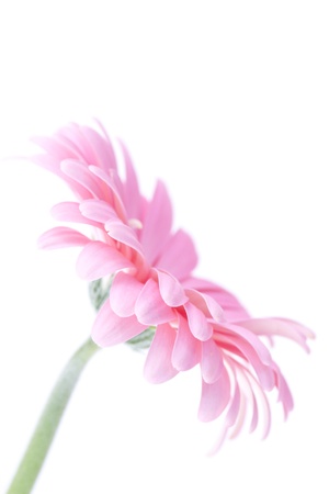 pink gerberaの写真素材