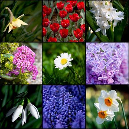 spring flowersの写真素材