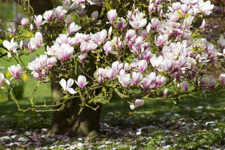 blooming magnolia treeの写真素材
