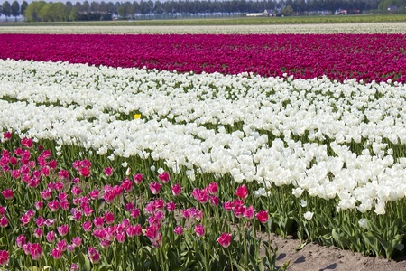 tulip field in the Netherlandsの写真素材