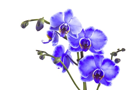 Beautiful violet orchid, phalaenopsisの写真素材