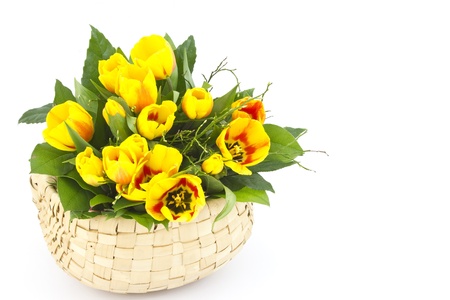 Beautiful yellow tulips in a basket on a white backgroundの写真素材