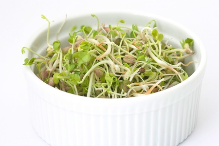 fresh sproutsの写真素材