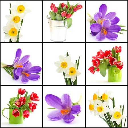 spring flowersの写真素材