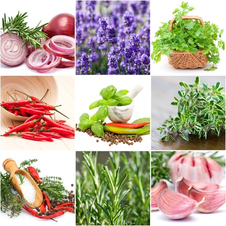 herbs and spicesの写真素材